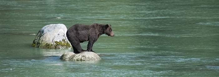 A grizzly standing on a rock in the river in Alaska, looking for salmon fish