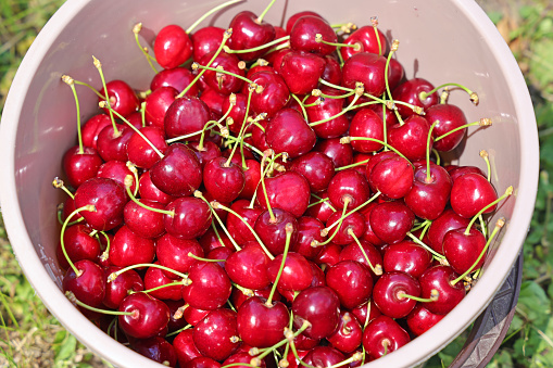 Close up of fresh and ripe sweet cherries in a bucket. Picking cherries in the orchard