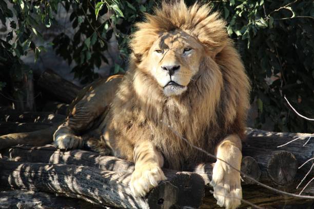istock Big lion lying and relaxing in the zoo 1433095776