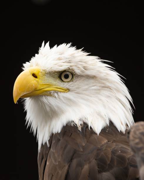 istock Vertical closeup shot of Bald Eagle on a black background 1433095810