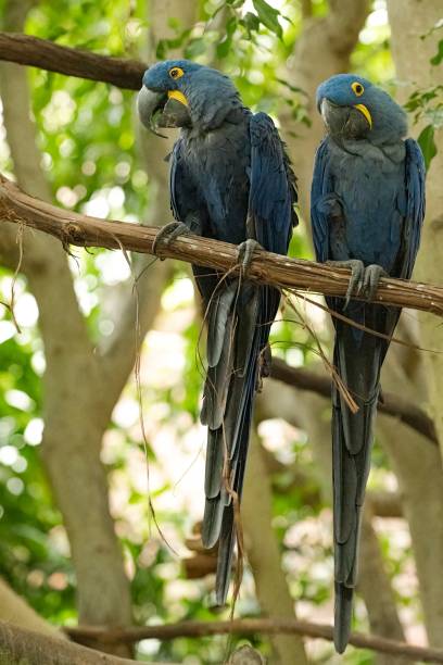 istock Closeup of two Lesser blue macaw sitting on a branch on a blurred background 1433095887