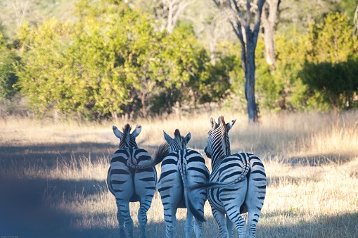 A rearview of three zebras standing next to each other in the wilderness