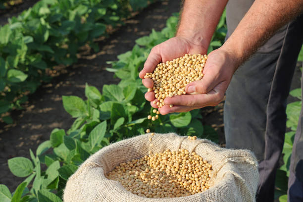 istock Soybean grain in a hands of successful farmer 1433095963