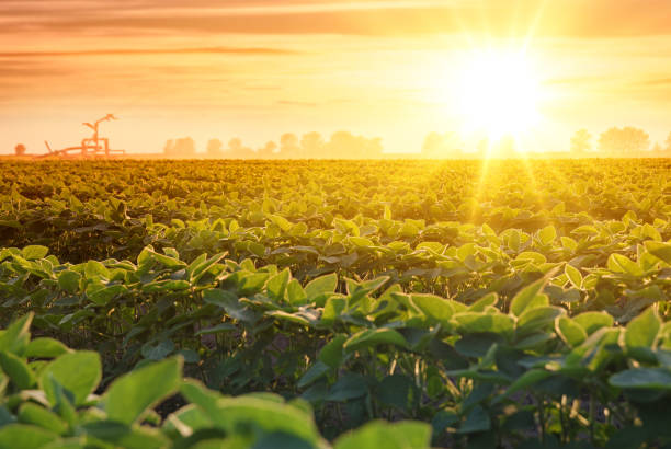 bewässerungssystem auf landwirtschaftlichem sojabohnenfeld bei sonnenuntergang - glyzine stock-fotos und bilder