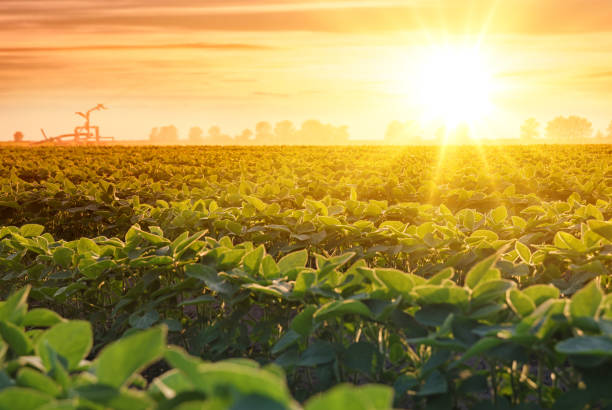 sistema de riego en campo agrícola de soja al atardecer - watering place fotografías e imágenes de stock