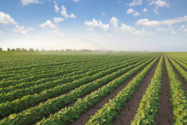 istock Irrigation system on agricultural soybean field 1433096054