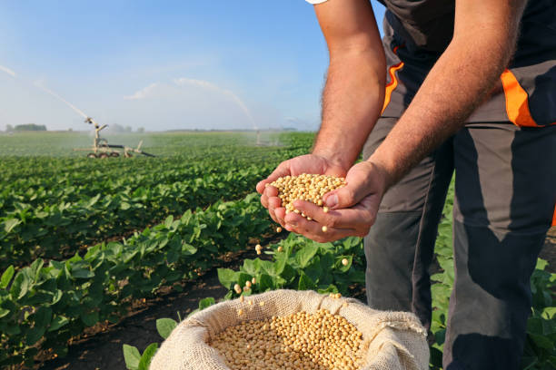 istock Soybean grain in a hands of successful farmer 1433096076