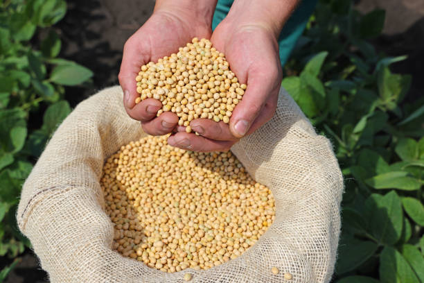 The hand of a nutritionist He holds soybean seeds. Healthy food ideas.