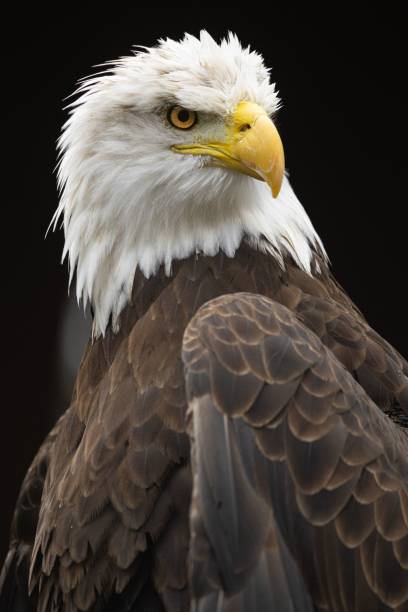belo retrato de uma águia careca em fundo escuro - north america bald eagle portrait vertical - fotografias e filmes do acervo