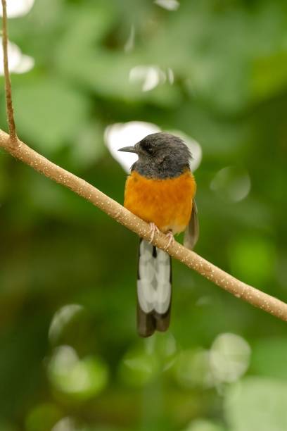 istock Vertical closeup shot of a magpie-robin on a tree branch on blurry background 1433096243