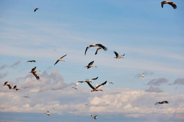 istock Several storks flying under blue skies. Animal wildlife. Nature 1433096247