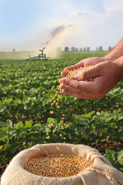 soybean grain in a hands of successful farmer - falling beans imagens e fotografias de stock