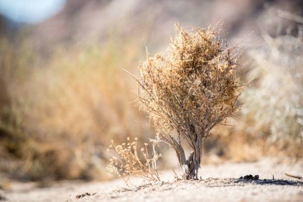 The deserted rocky lands with dry plants on a bright sunny day
