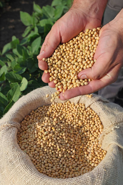istock Soybean grain in a hands of successful farmer 1433096314