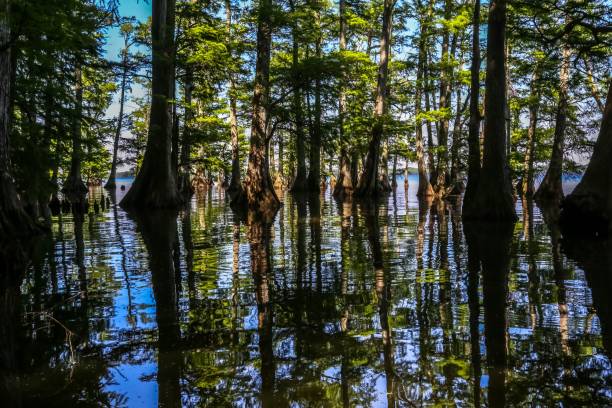 Sycamore trees in Reelfoot Lake. Tennessee, USA. The sycamore trees in Reelfoot Lake. Tennessee, USA. reelfoot lake stock pictures, royalty-free photos & images