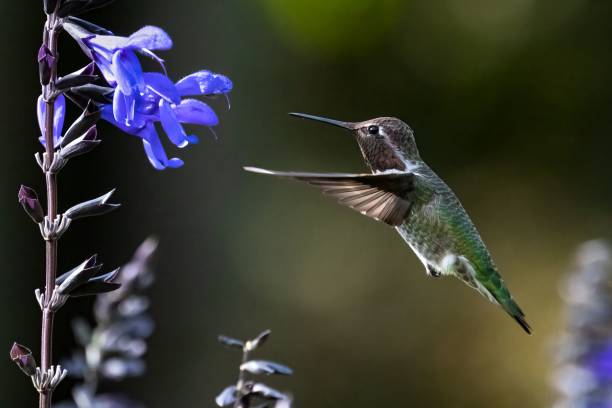 closeup of anna's hummingbird hovering near anise-scented sage. - bird hummingbird flying annas hummingbird imagens e fotografias de stock