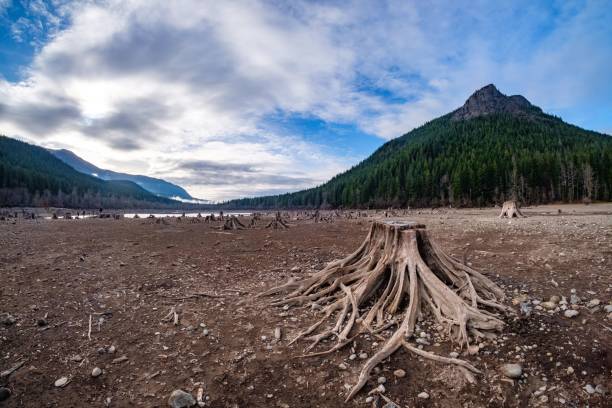 istock Rattlesnake Lake with tree stumps in Seattle 1433098309