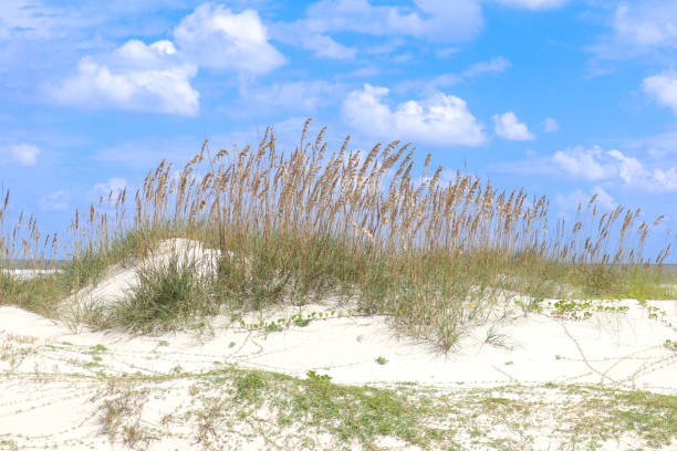 una duna di cumberland island - sand dune cumberland island beach sand foto e immagini stock
