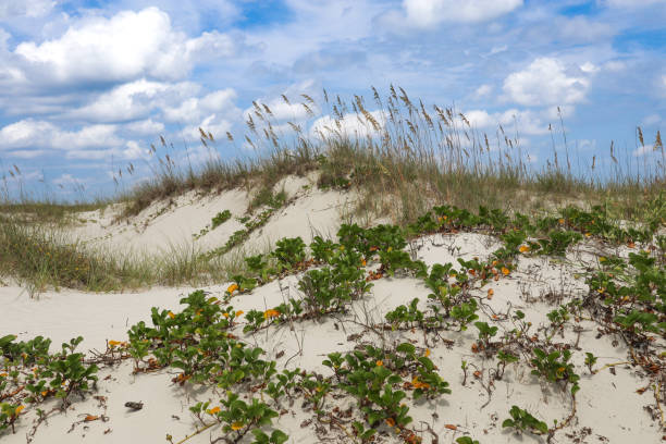 una grande duna di cumberland island - sand dune cumberland island beach sand foto e immagini stock