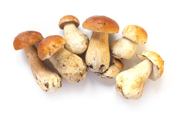 istock Fresh autumn cep porcini mushrooms isolated 1433100553