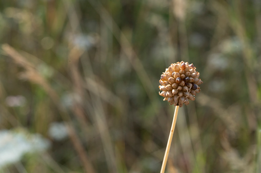 Wildflower seed head.
