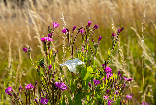 Blue wildflowers(Delphinium grandiflorum L., 翠雀) at Sankoh Prairie(桑科草原), Gansu Province, China