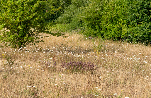 Wildflower meadow at the height of the 2022 drought.