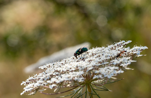 Macro photo of a Cicindela