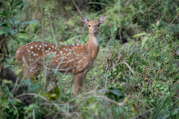 istock Spotted Deer in the Jungle 1433100917