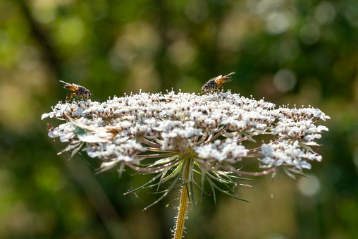 Cow parsley with flies gathering nectar.