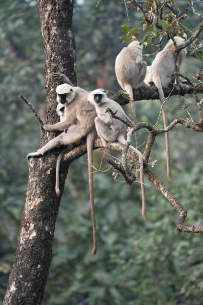 istock Troop of Gray Langurs in a Tree 1433100934