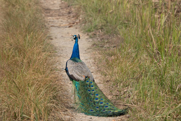 peacock on junge road - junge imagens e fotografias de stock