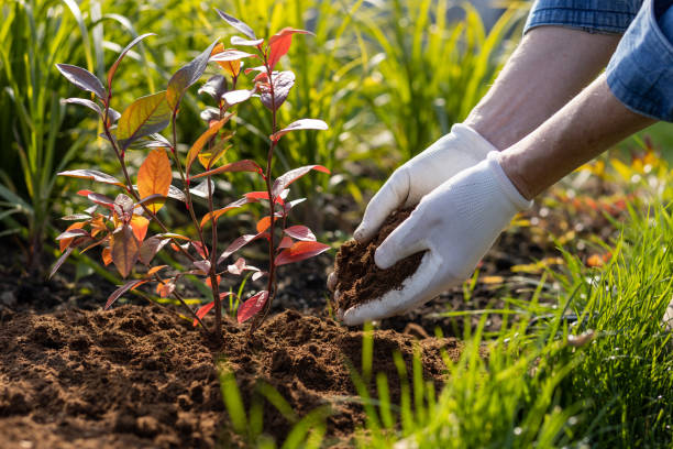 A man works in his own garden. hands close up stock photo