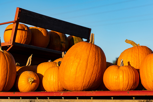 Some ripe orange pumpkins laying on the cart during the late afternoon in October. Blue sky in the background.