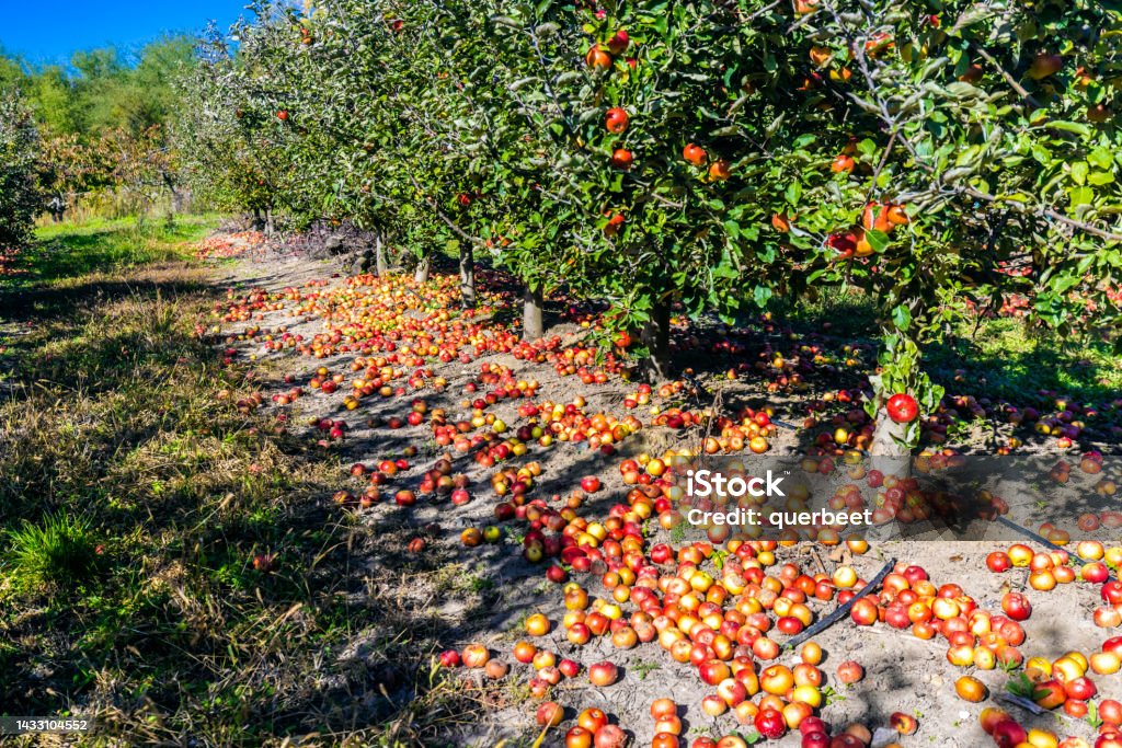 Red Apples with sun Orchard Stock Photo