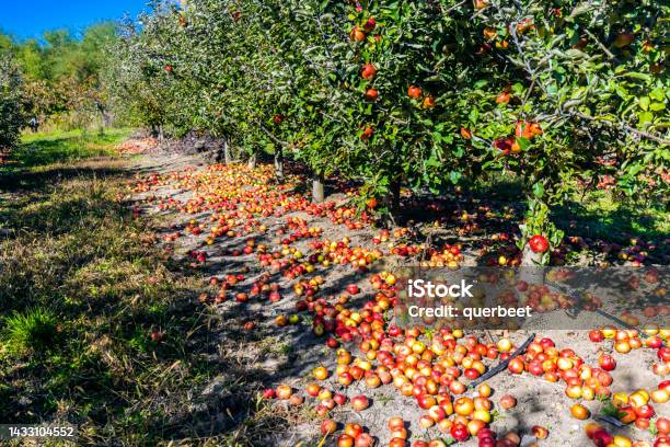 Red Apples With Sun Stock Photo - Download Image Now - Orchard, Fruit, Apple - Fruit