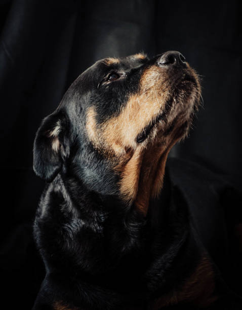 istock rottweiler dog with a halloween pumpkin 1433105746
