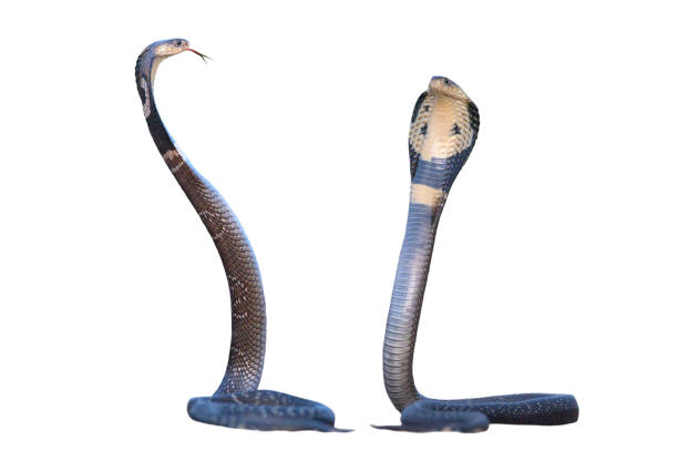 stuffed poisonous spectacled cobra against the background of the American flag
