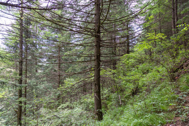 istock The natural scenery of Luya Mountain 1433107885