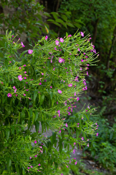 istock Epilobium hirsutum, great hairy willowherb closeup, soft focus 1433108225