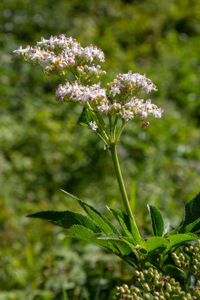 istock In the wild, elderberry herbaceous Sambucus ebulus blooms in summer 1433108226