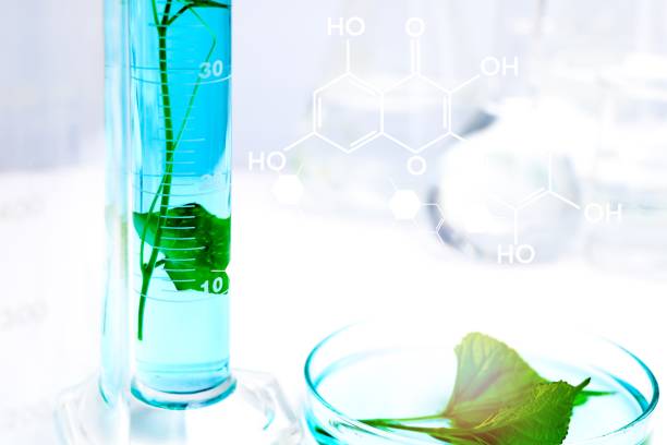 istock Laboratory biology experiments with green plants, science experiment 1433111186