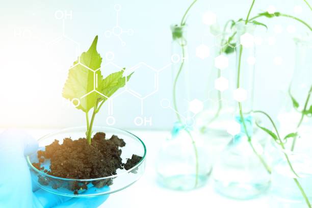istock Laboratory biology experiments with green plants, science experiment 1433111196