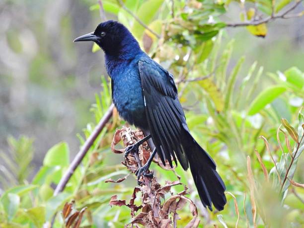 istock Boat-tailed Grackle (Quiscalus major) - male perched on a branch 1433111295