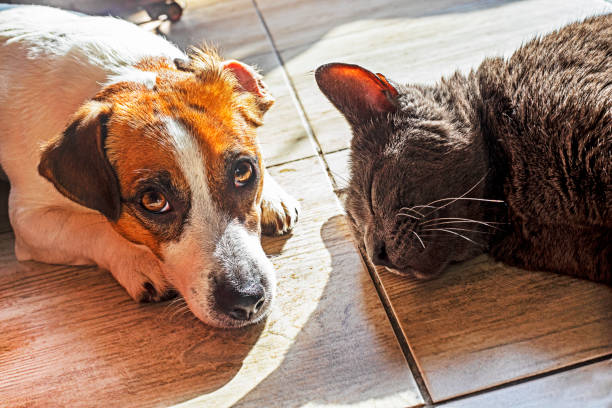 istock cute jack russell terrier with a gray cat is basking on the floor on a tile. 1433111508