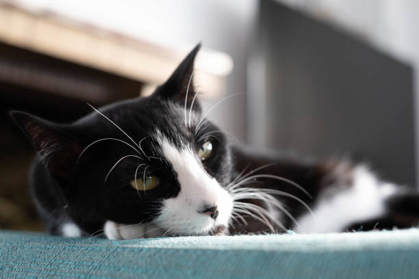 istock resting on the soft sofa in the apartment black and white cat 1433113028