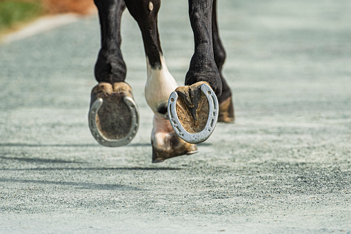 Cow legs hooves close-up. Big adult heifer standing on the farm ground. White and red hair color