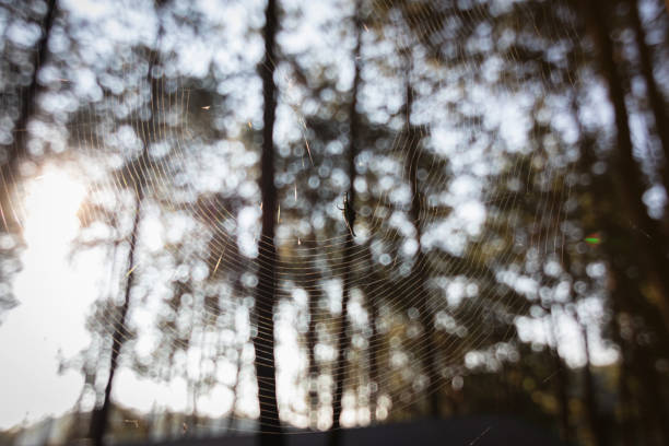 The spider web (cobweb) with pine forest on background against warm sunlight in the morning.