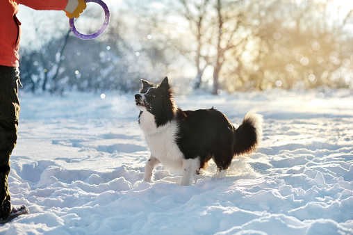 Border collie playing with the owner at the snowy forest