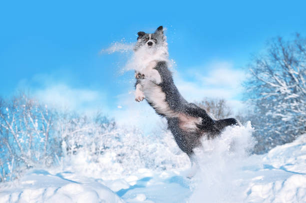 istock Border collie jumping at the snowy winter forest 1433116727